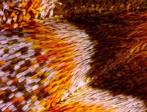 Abstract and Extreme: Close-Up Photographs of Butterfly Wings Made From Thousands of Images
